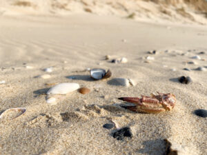 Muscheln und Krabbenschere im Sand am Strand