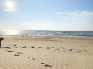 Hund am Strand von Vosseslag