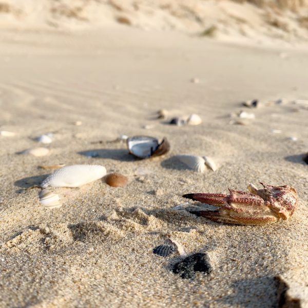 Muscheln und Krabbenschere im Sand am Strand