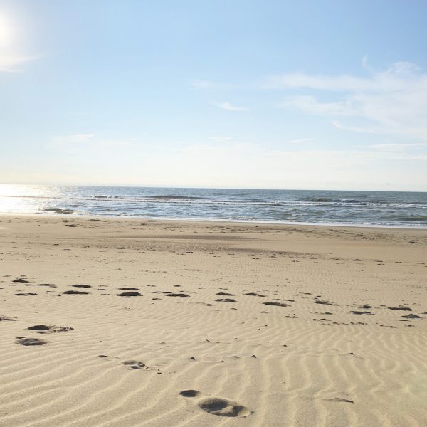 Hund am Strand von Vosseslag